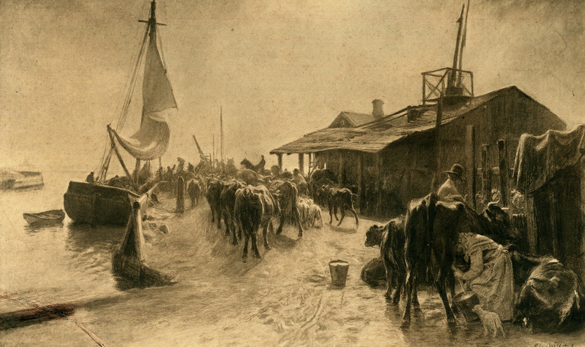 Christian Mølsteds maleri af kreaturer der udskibes fra Kastrup Havn 1896.